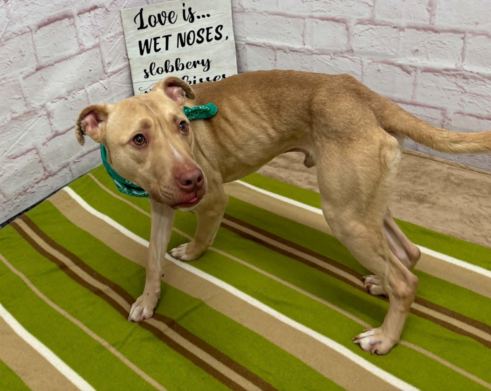 Enlarge Sam, a Adoptable mixed breed in Oxford, MI image 6/6
