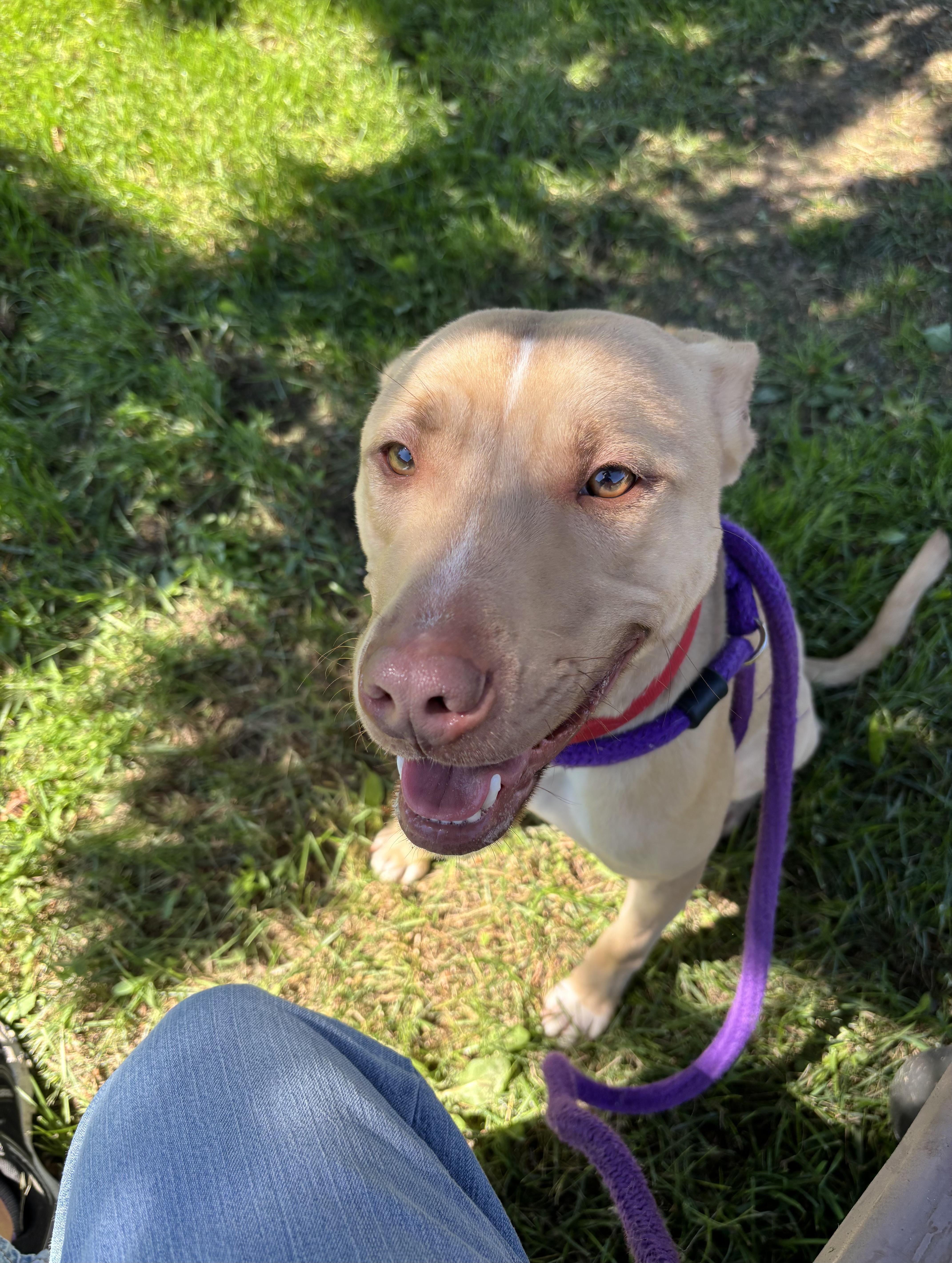 Enlarge Sam, a Adoptable mixed breed in Oxford, MI image 5/6