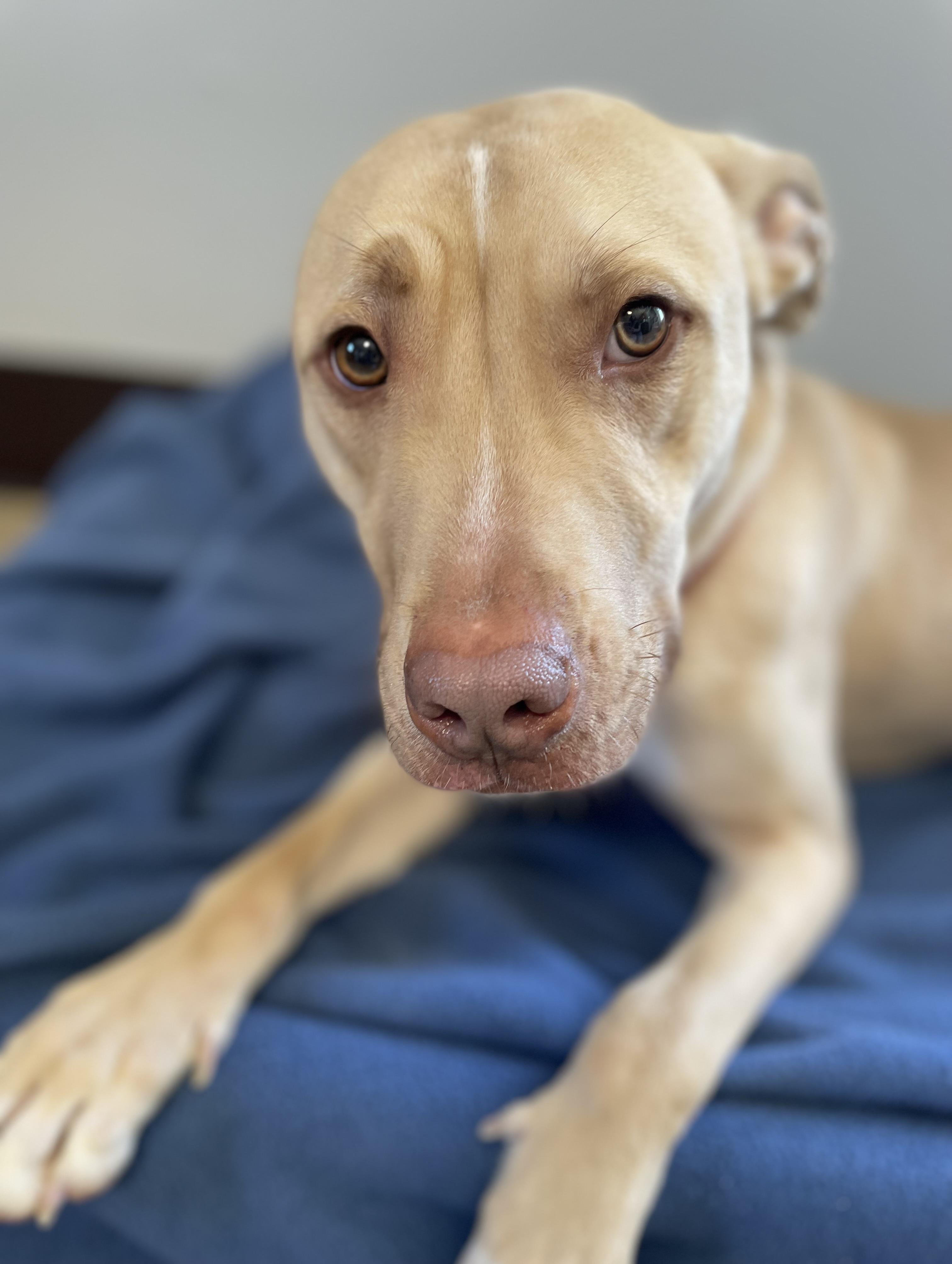 Enlarge Sam, a Adoptable mixed breed in Oxford, MI image 2/6