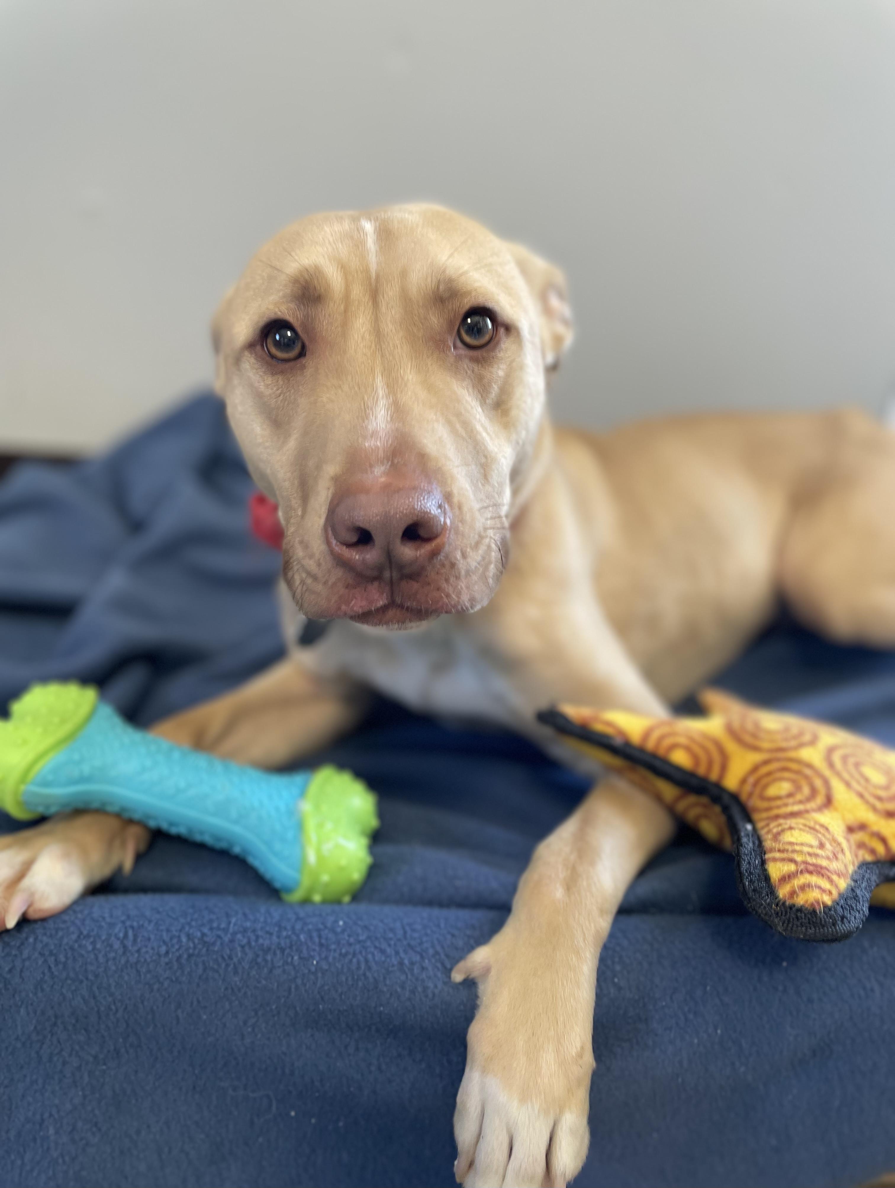 Sam, Adoptable, Young Male Pit Bull Terrier & Mixed Breed.