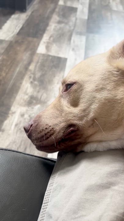 Enlarge Sam, a Adoptable mixed breed in Oxford, MI video 6/6