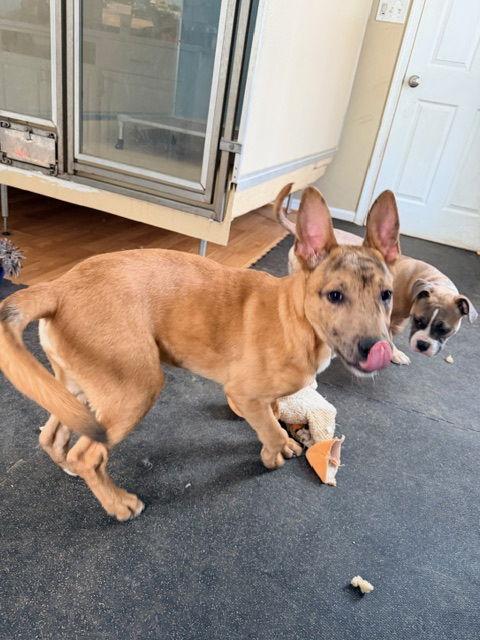 Jimmy — thumbnail 2