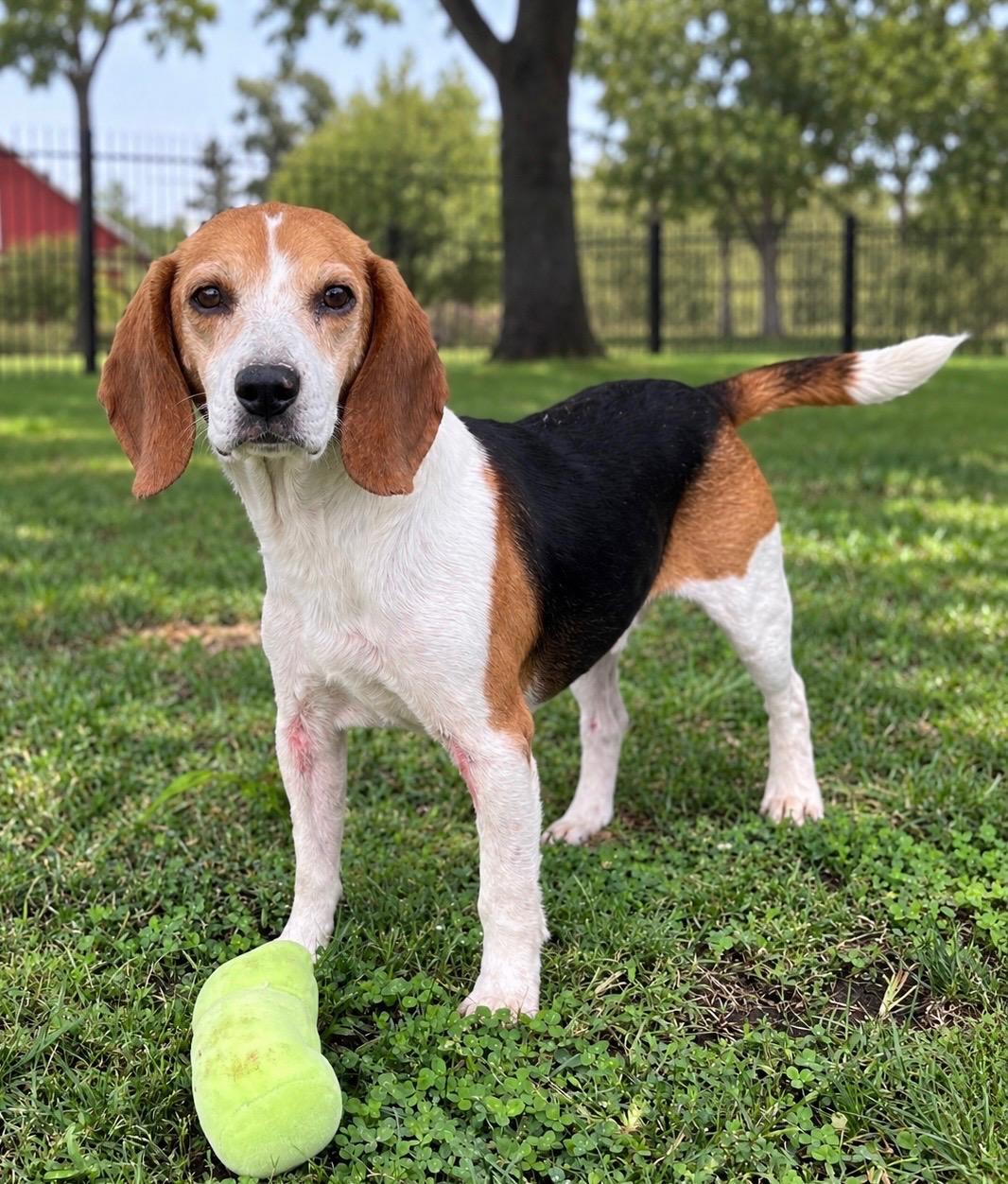 Enlarge Barnaby, a Adoptable Beagle in Lisbon, IA image 6/6