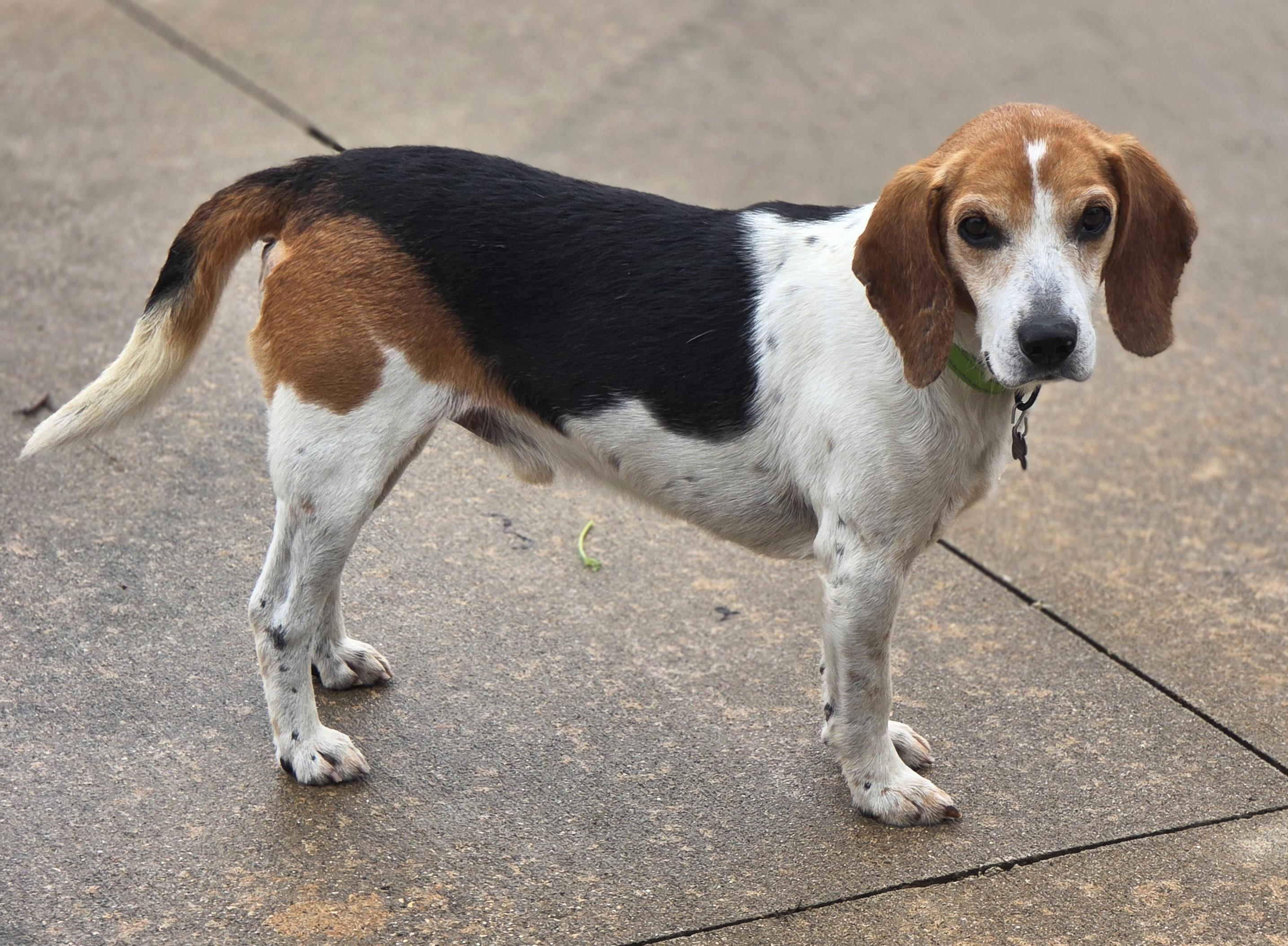 Enlarge Barnaby, a Adoptable Beagle in Lisbon, IA image 3/6