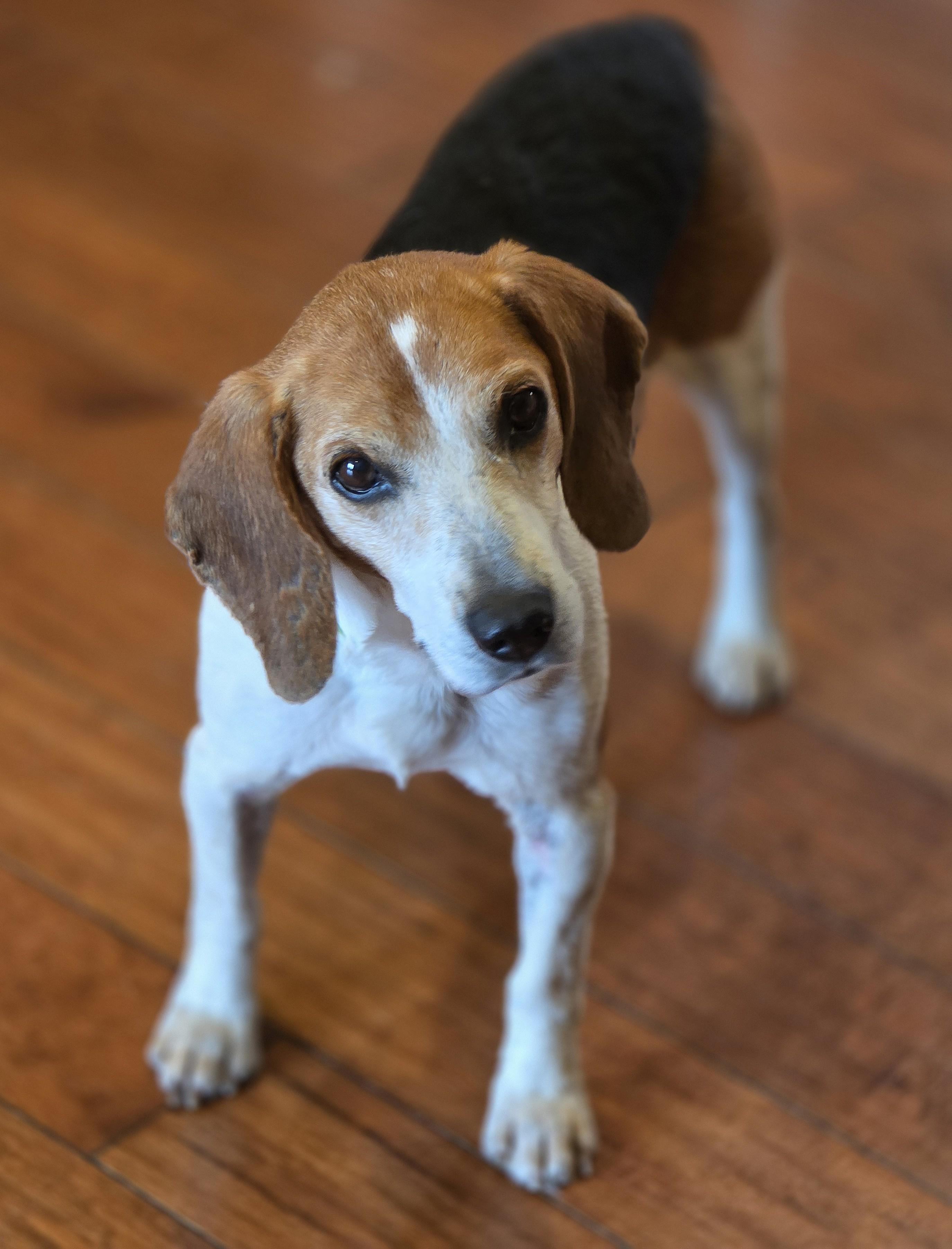 Enlarge Barnaby, a Adoptable Beagle in Lisbon, IA image 2/6