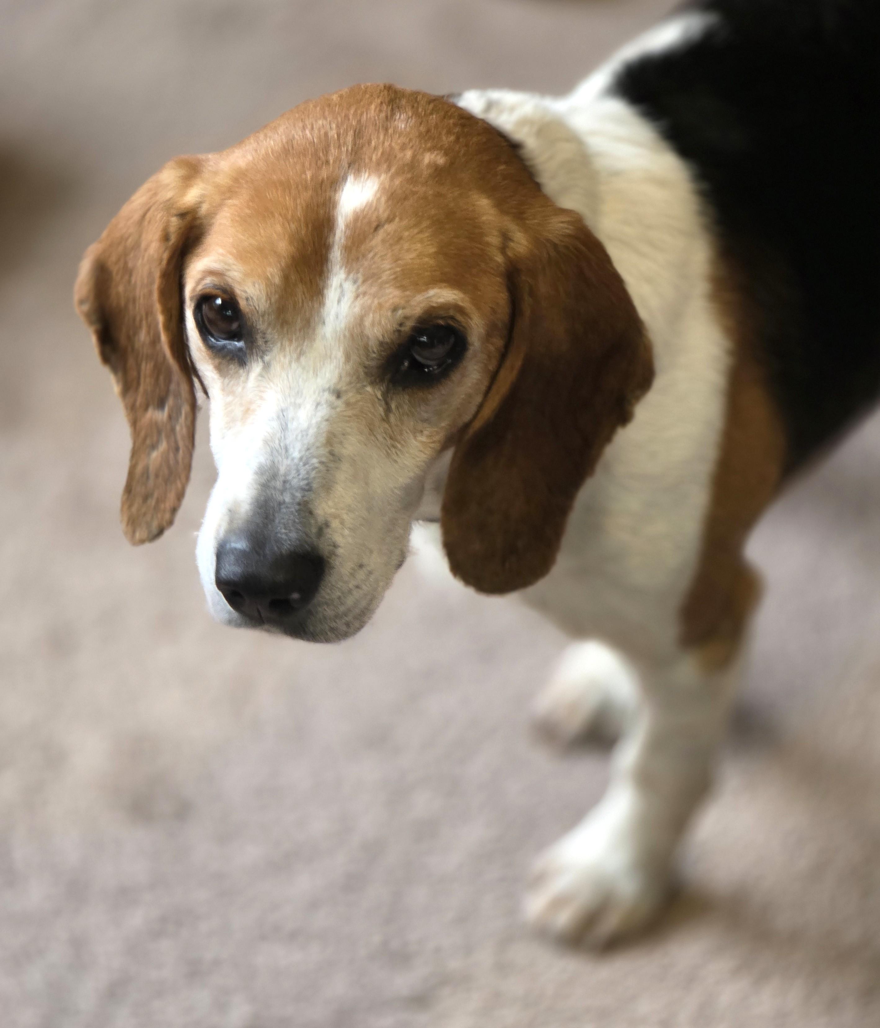 Enlarge Barnaby, a Adoptable Beagle in Lisbon, IA image 5/6