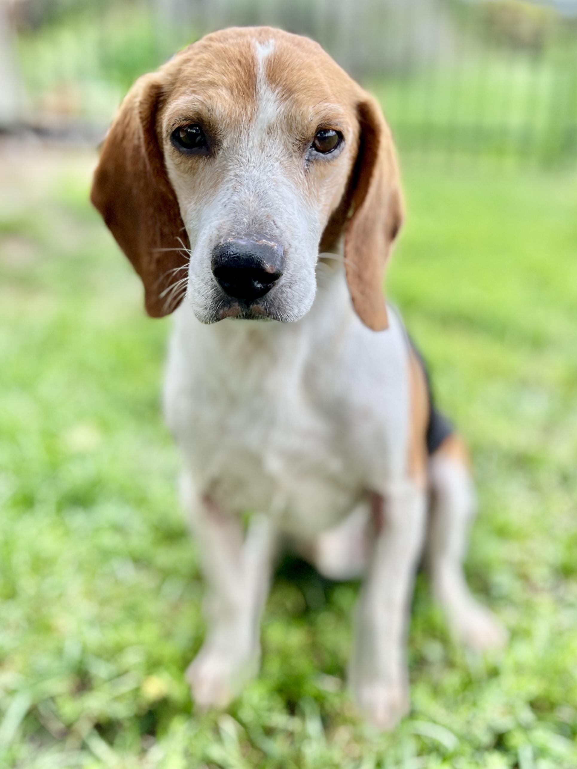 Enlarge Barnaby, a Adoptable Beagle in Lisbon, IA image 4/6