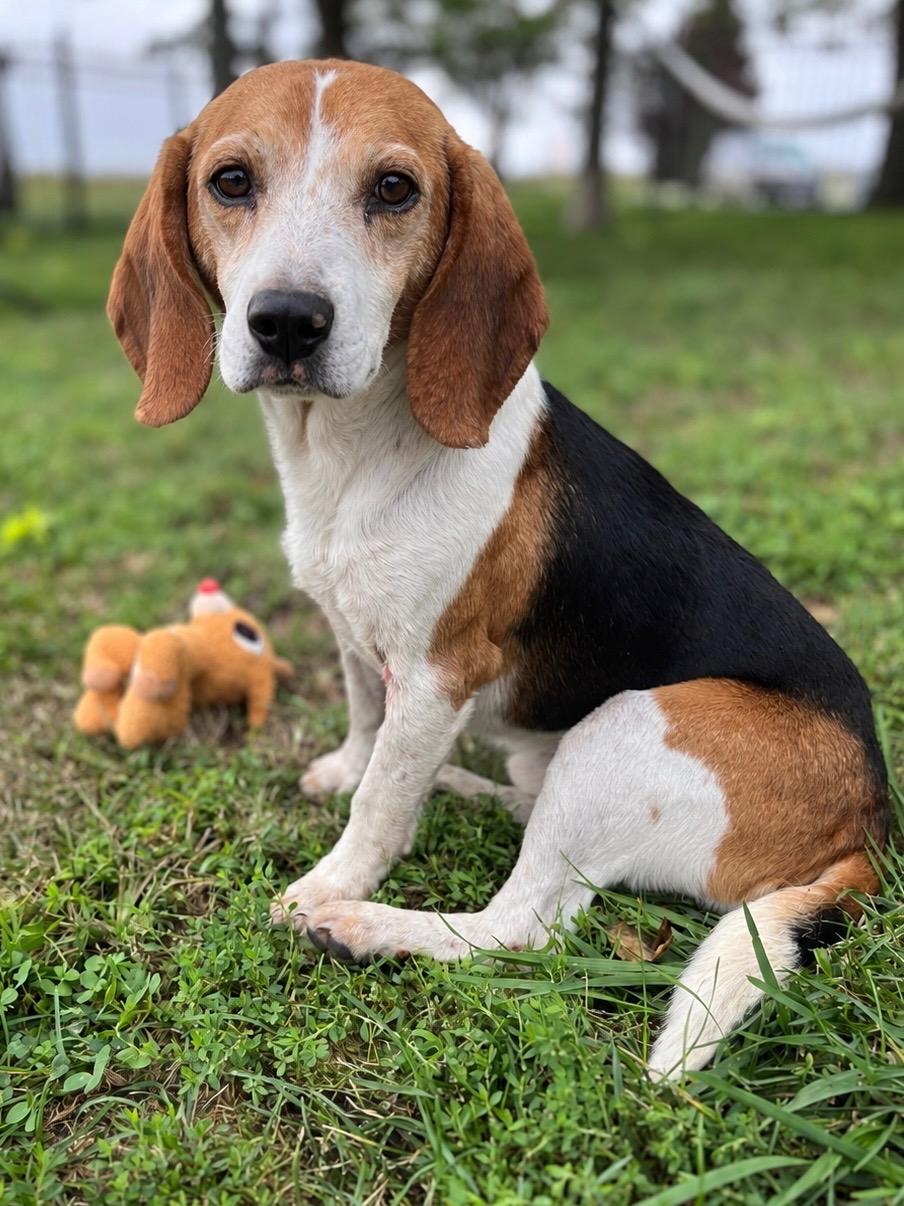 Enlarge Barnaby, a Adoptable Beagle in Lisbon, IA image 1/6