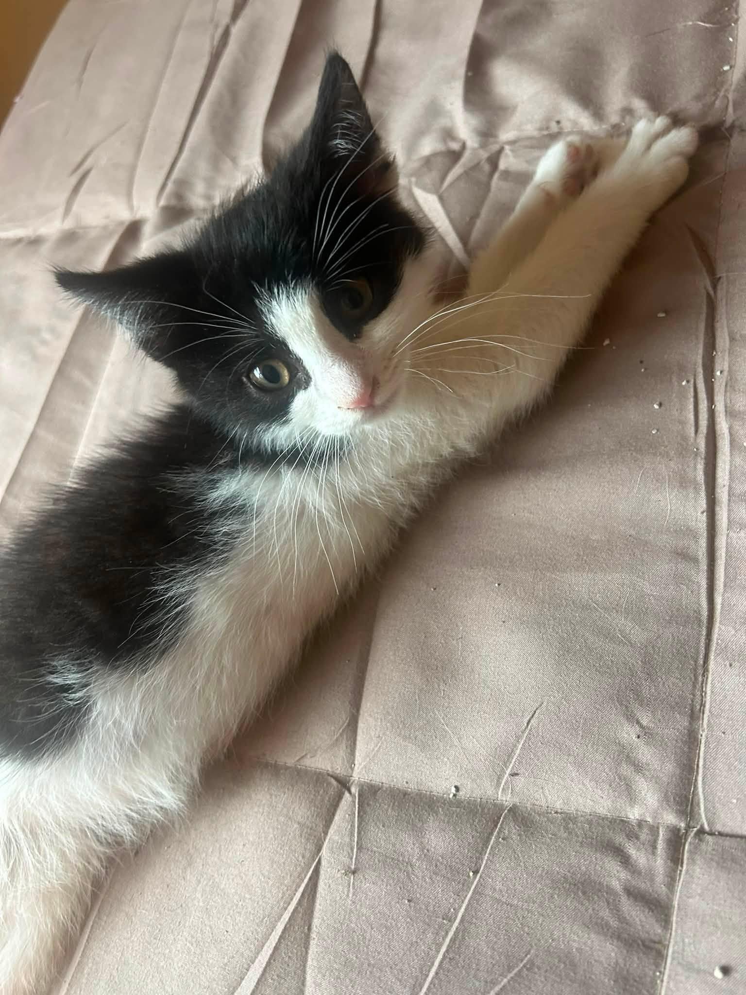 Knight - Kitten, Adoptable, Kitten Male Domestic Short Hair.