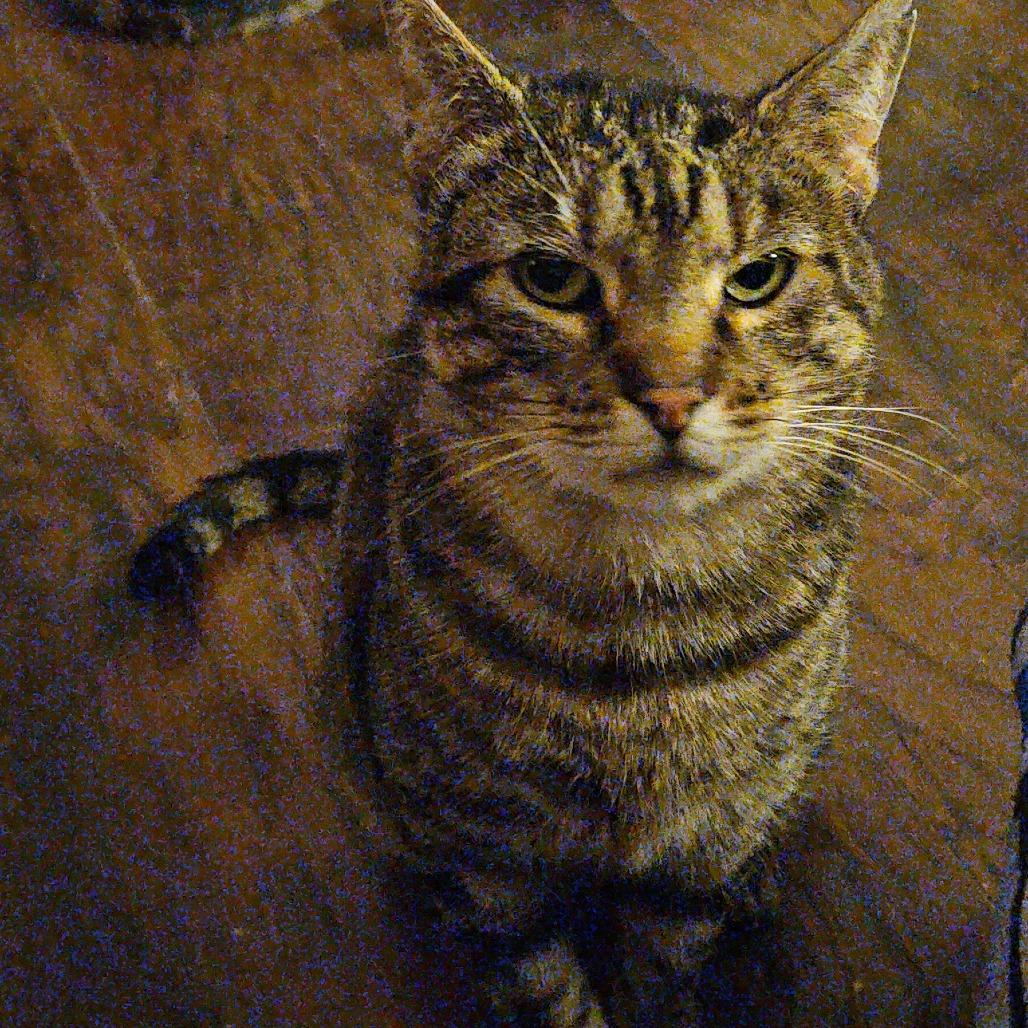 Enlarge Gimpy - Long Term Medical Foster, a Adoptable mixed breed in Ringtown, PA image 1/3