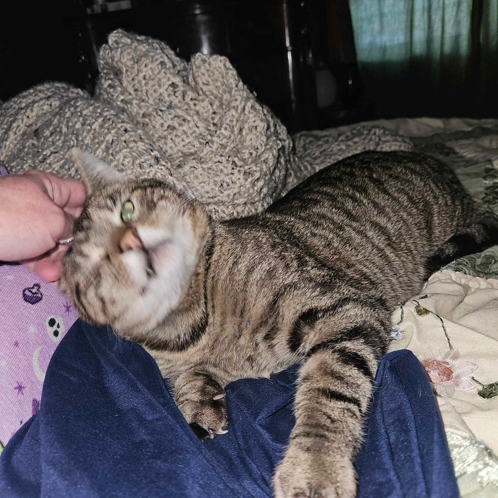 Gimpy, Adoptable, Senior Male Domestic Short Hair & Domestic Short Hair.