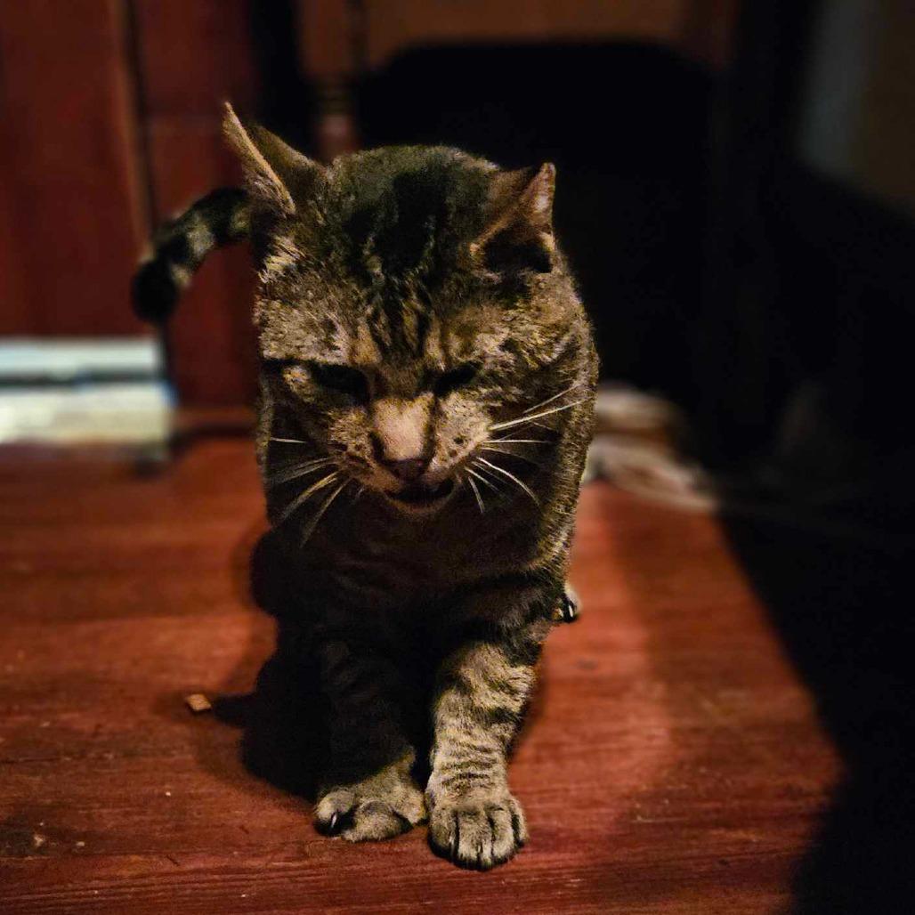 Enlarge Gimpy, a Adoptable mixed breed in Ringtown, PA image 2/2