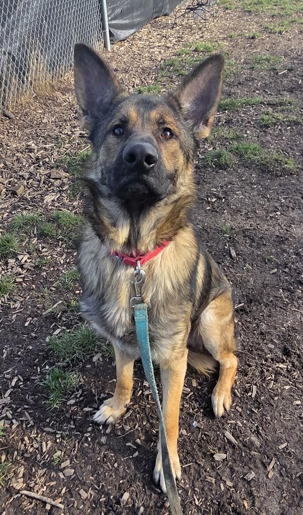 Enlarge Gyro, a Adoptable mixed breed in Salem, OR image 2/4
