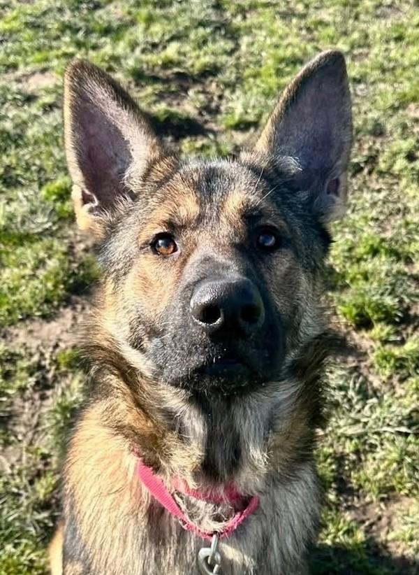 Enlarge Gyro, a Adoptable mixed breed in Salem, OR image 3/4