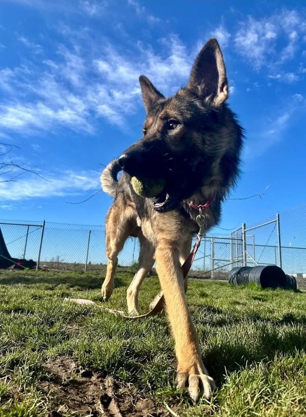Enlarge Gyro, a Adoptable mixed breed in Salem, OR image 4/4