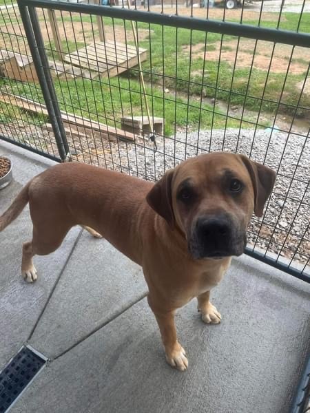 Enlarge Harper, a Adoptable mixed breed in Elizabeth, WV image 1/3