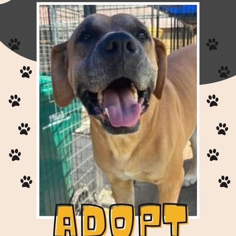 Enlarge Harper, a Adoptable mixed breed in Elizabeth, WV image 2/3