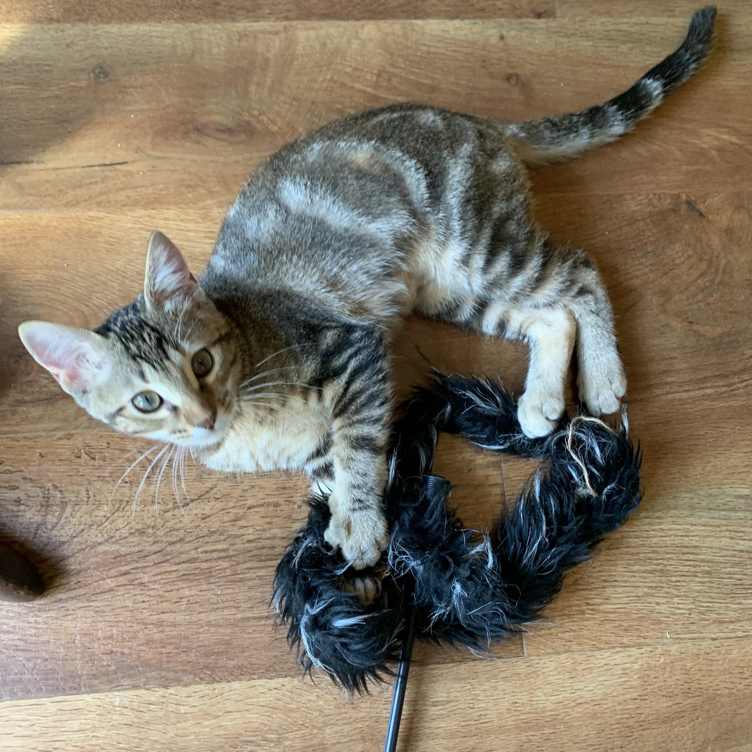 Lyla, Adoptable, Kitten Female Domestic Short Hair.