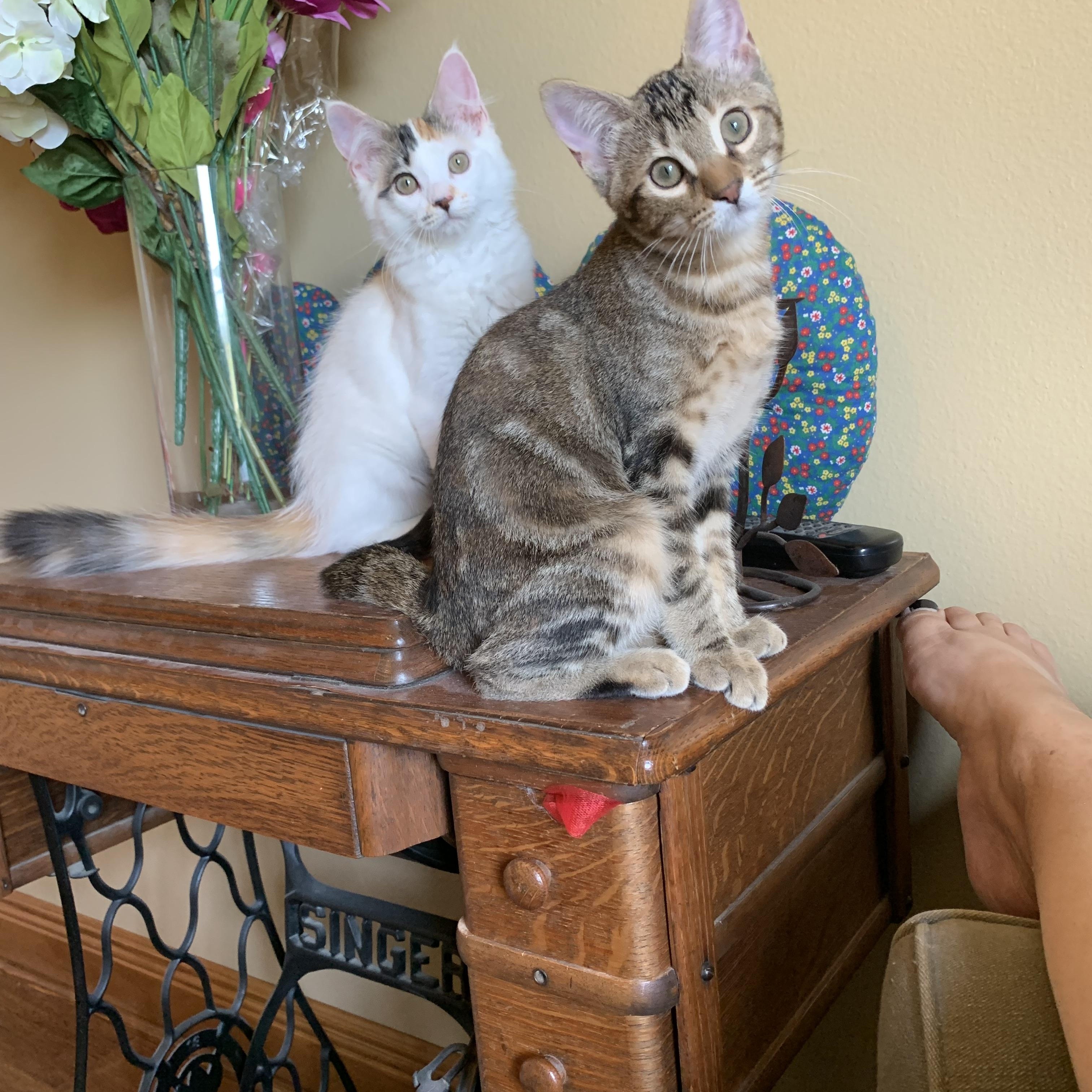 Lyla, a Adoptable mixed breed in Warwick, RI image 4/6