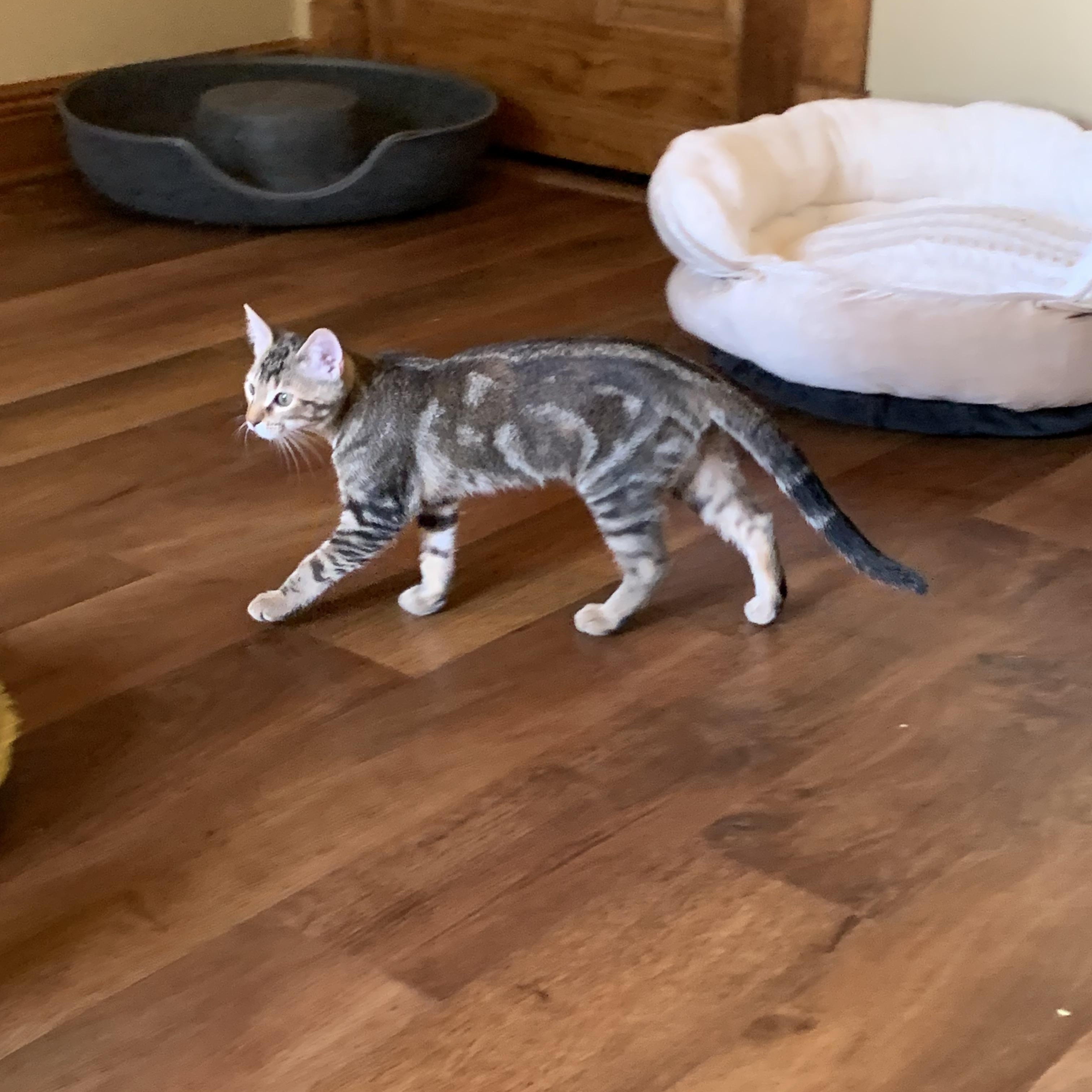 Lyla, a Adoptable mixed breed in Warwick, RI image 6/6