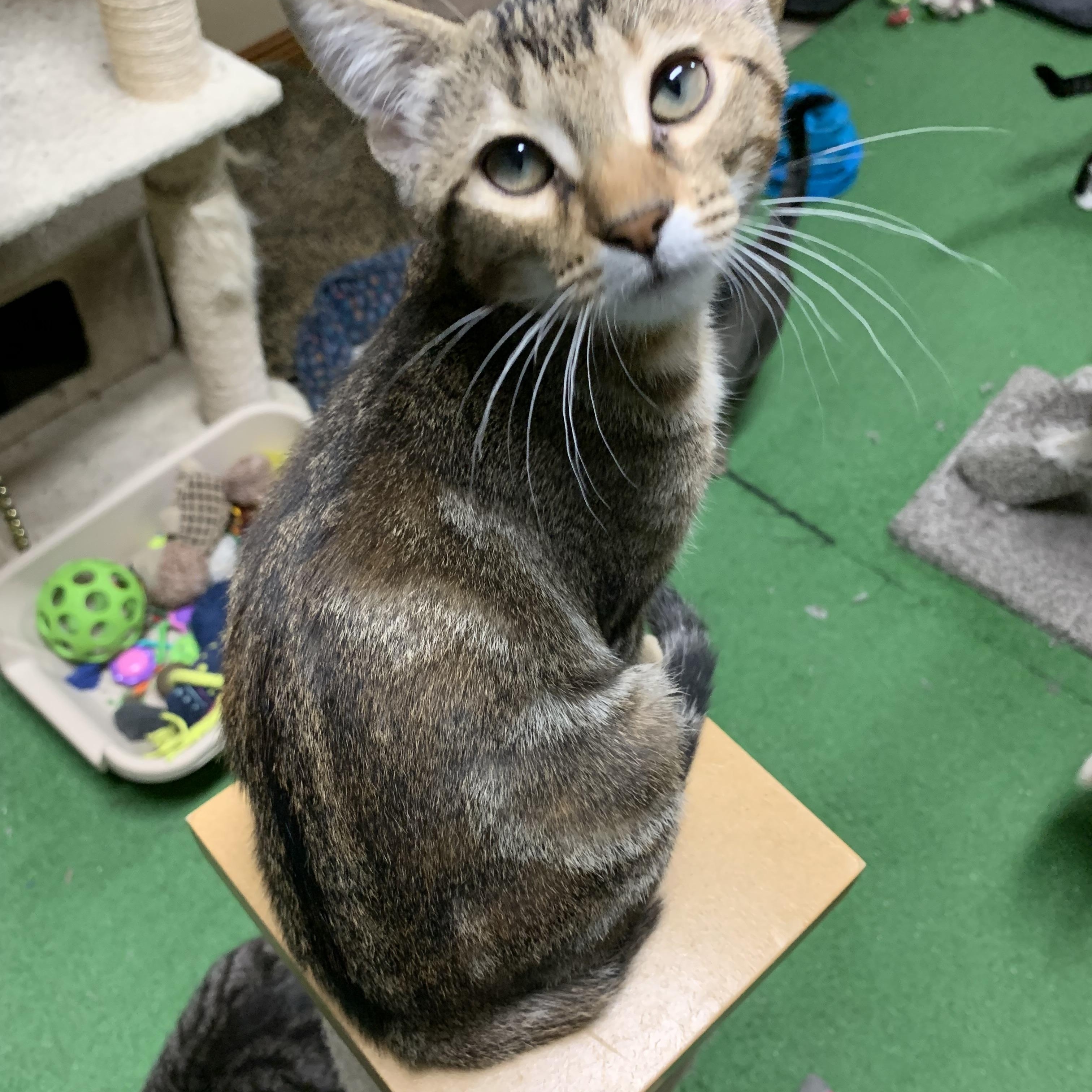 Lyla, a Adoptable mixed breed in Warwick, RI image 5/6