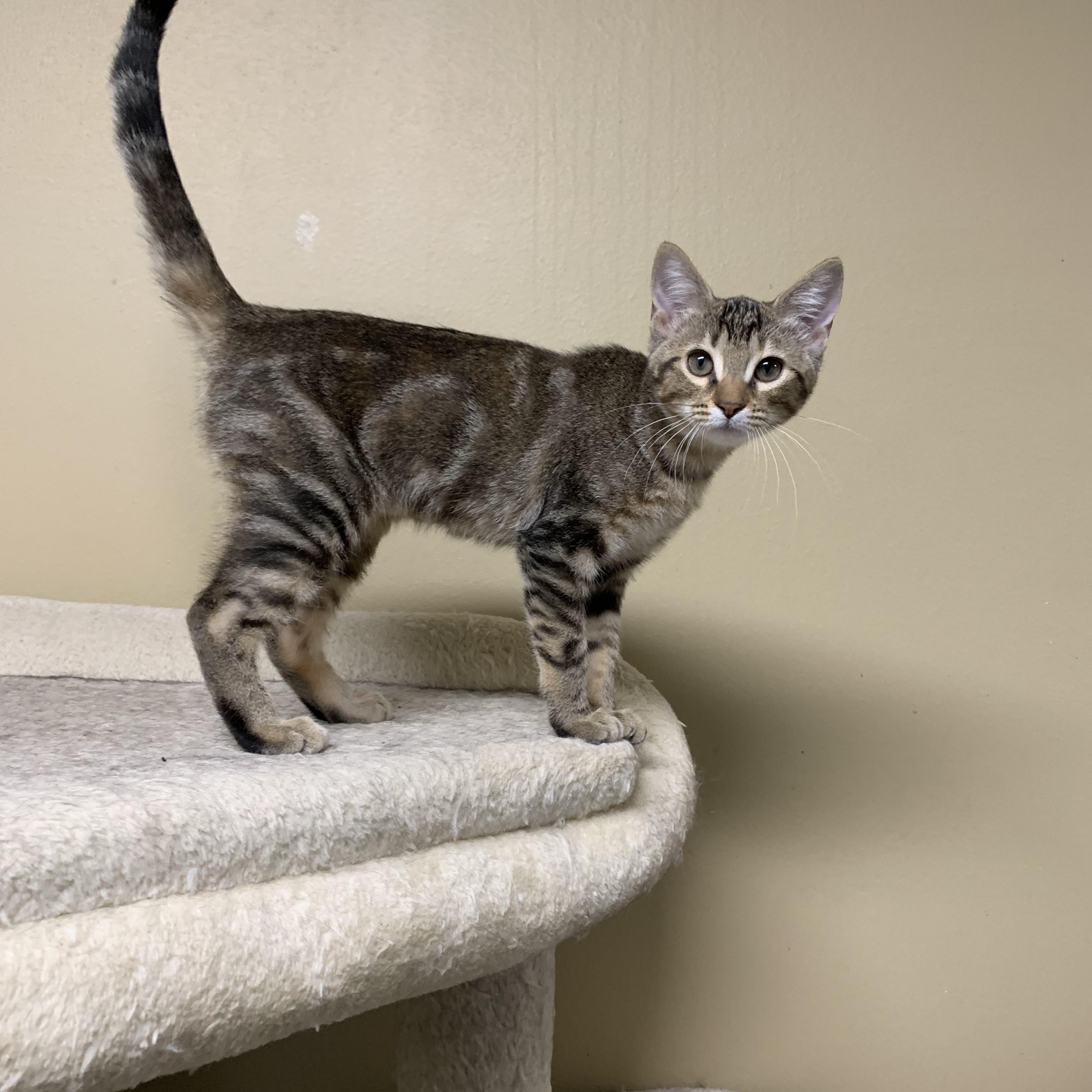 Lyla, a Adoptable mixed breed in Warwick, RI image 3/6