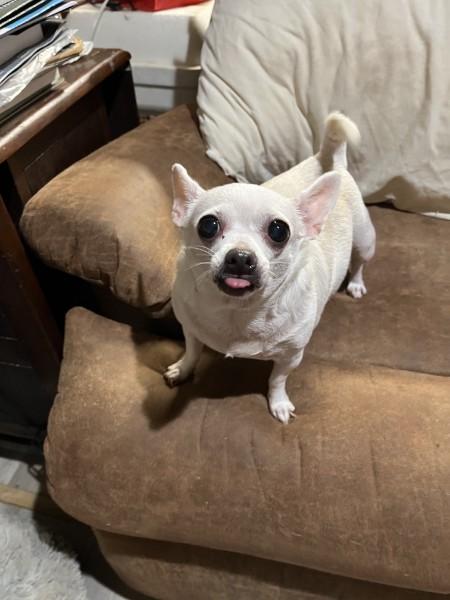 Nilla - VA, Adopted, Senior Female Chihuahua.