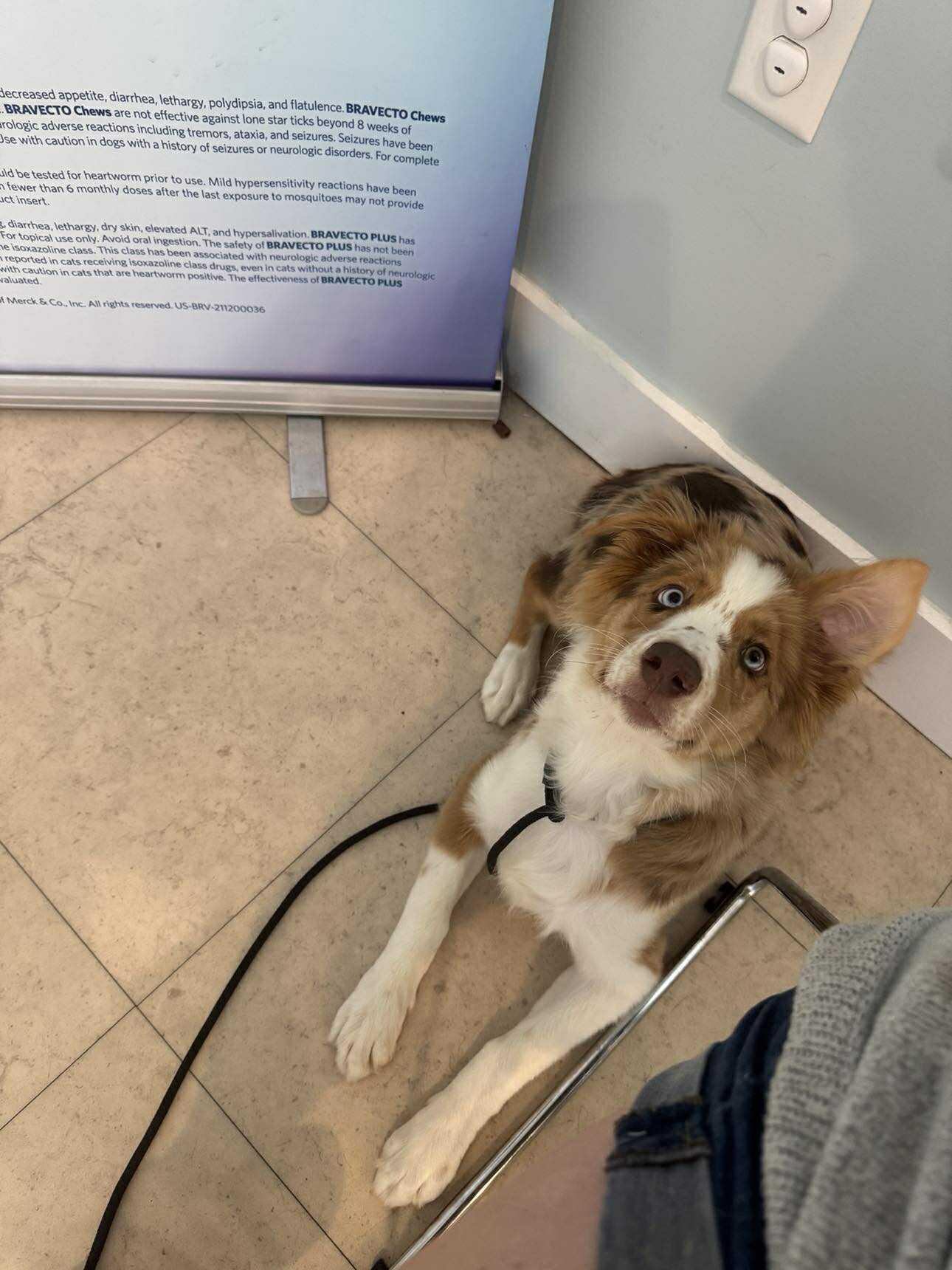 Enlarge Bonnie, an adopted Australian Shepherd in Jacksonville, NC image 3/3