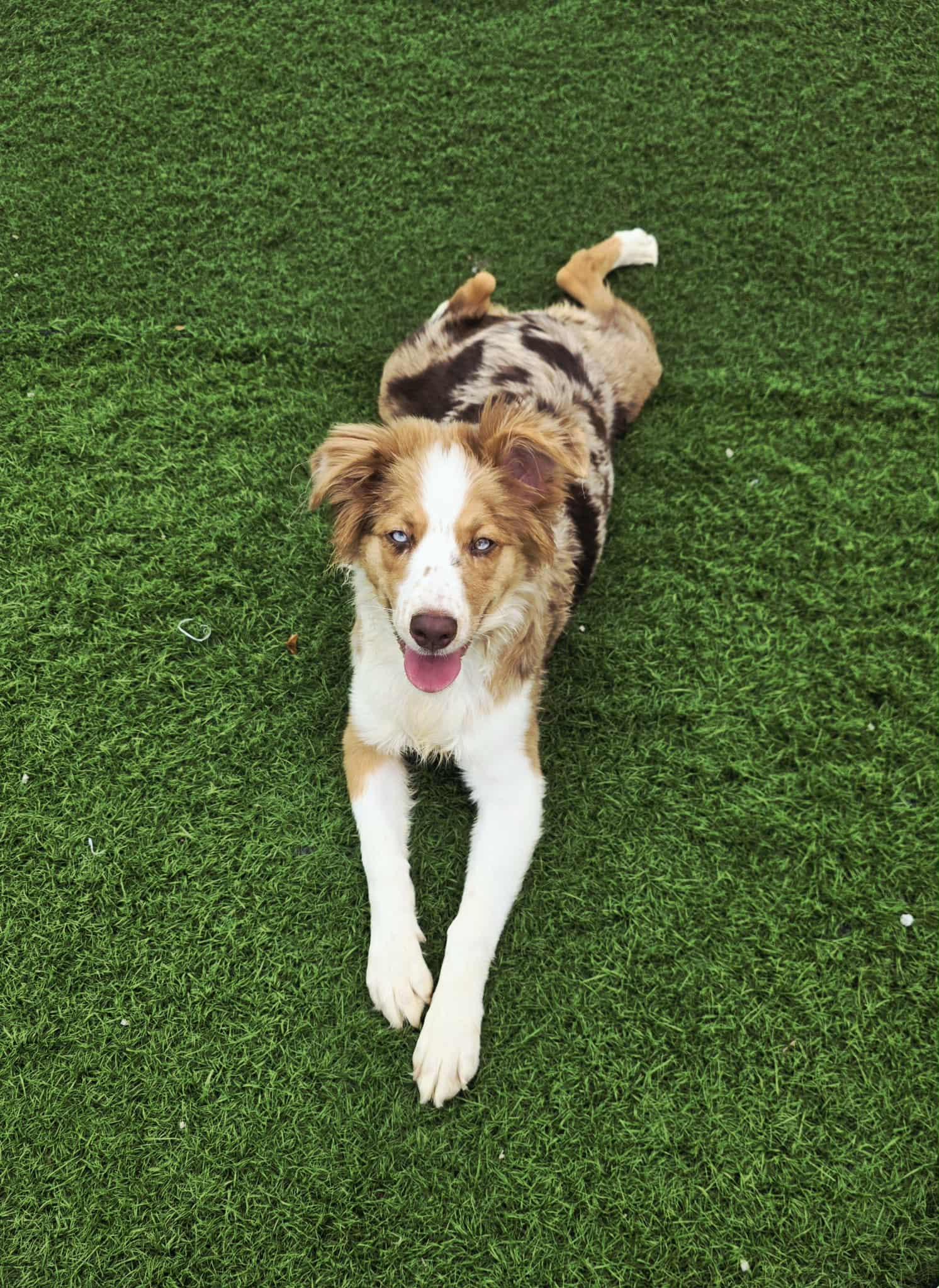 Enlarge Bonnie, an adopted Australian Shepherd in Jacksonville, NC image 1/3
