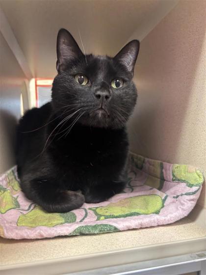Luke, Adoptable, Adult Male Domestic Short Hair & Domestic Short Hair.