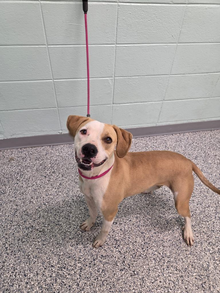 Enlarge Fizz, a Adoptable mixed breed in Athens, TN image 1/1