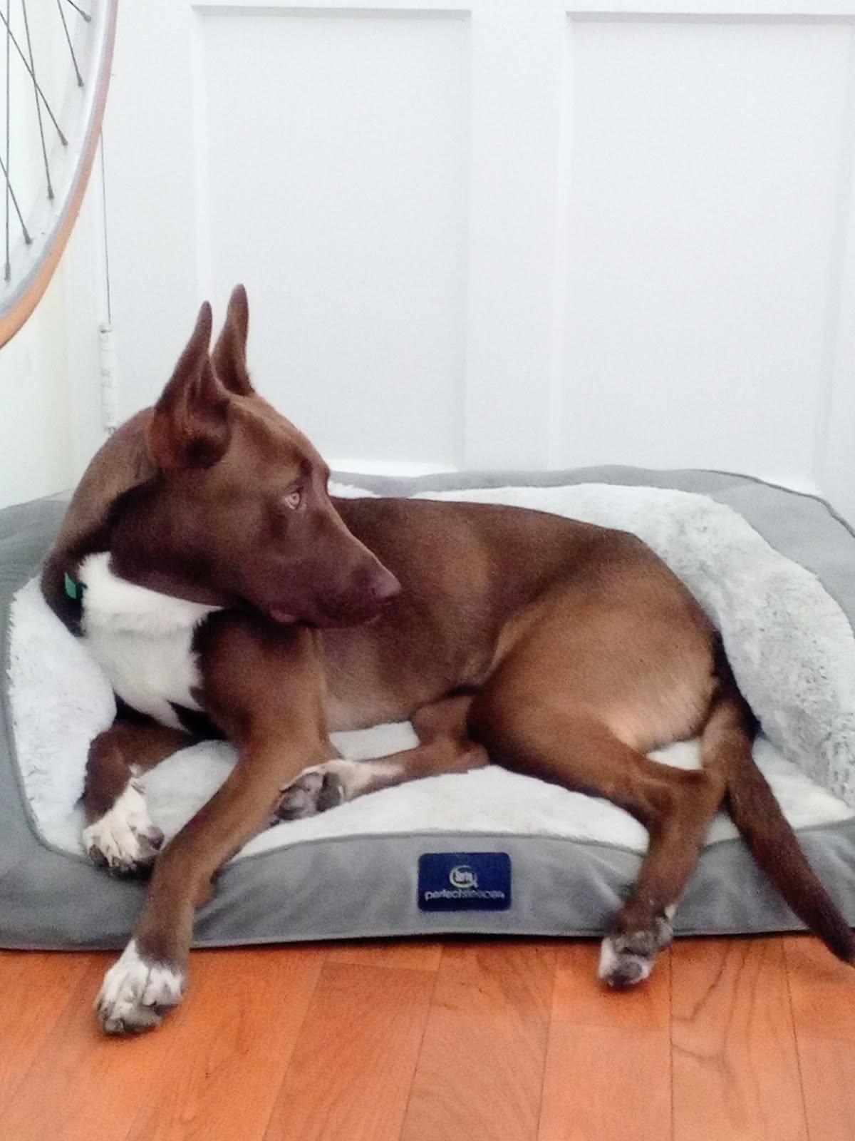 Broden Urgent!!!! Socal Boarding