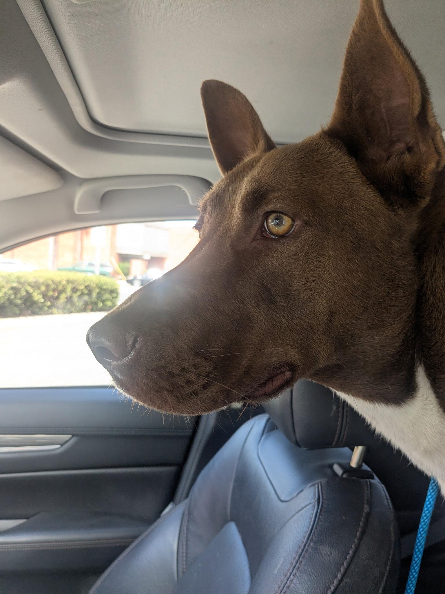 Broden Urgent!!!! Socal Boarding thumbnail 2