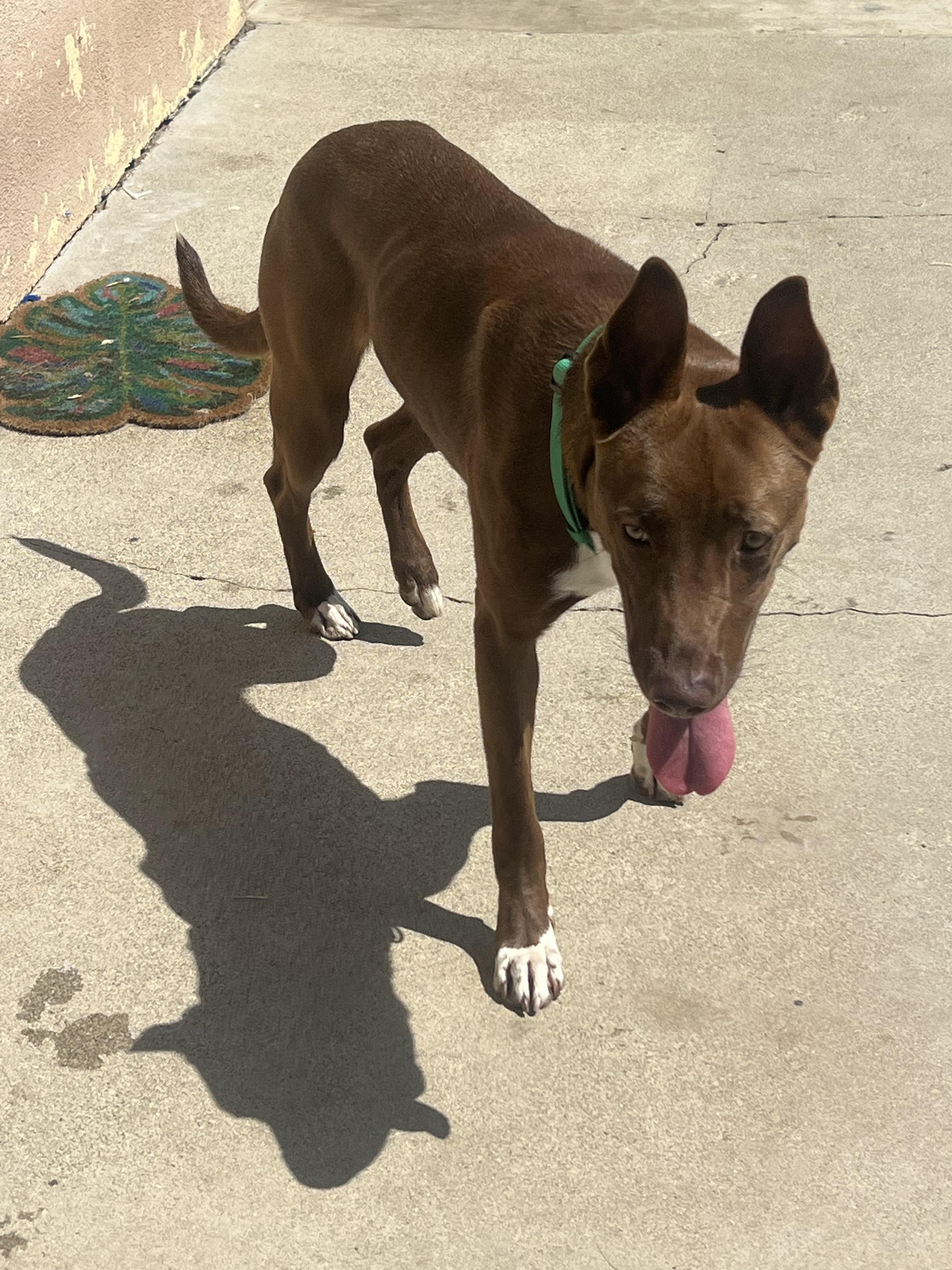 Broden Urgent!!!! Socal Boarding thumbnail 4