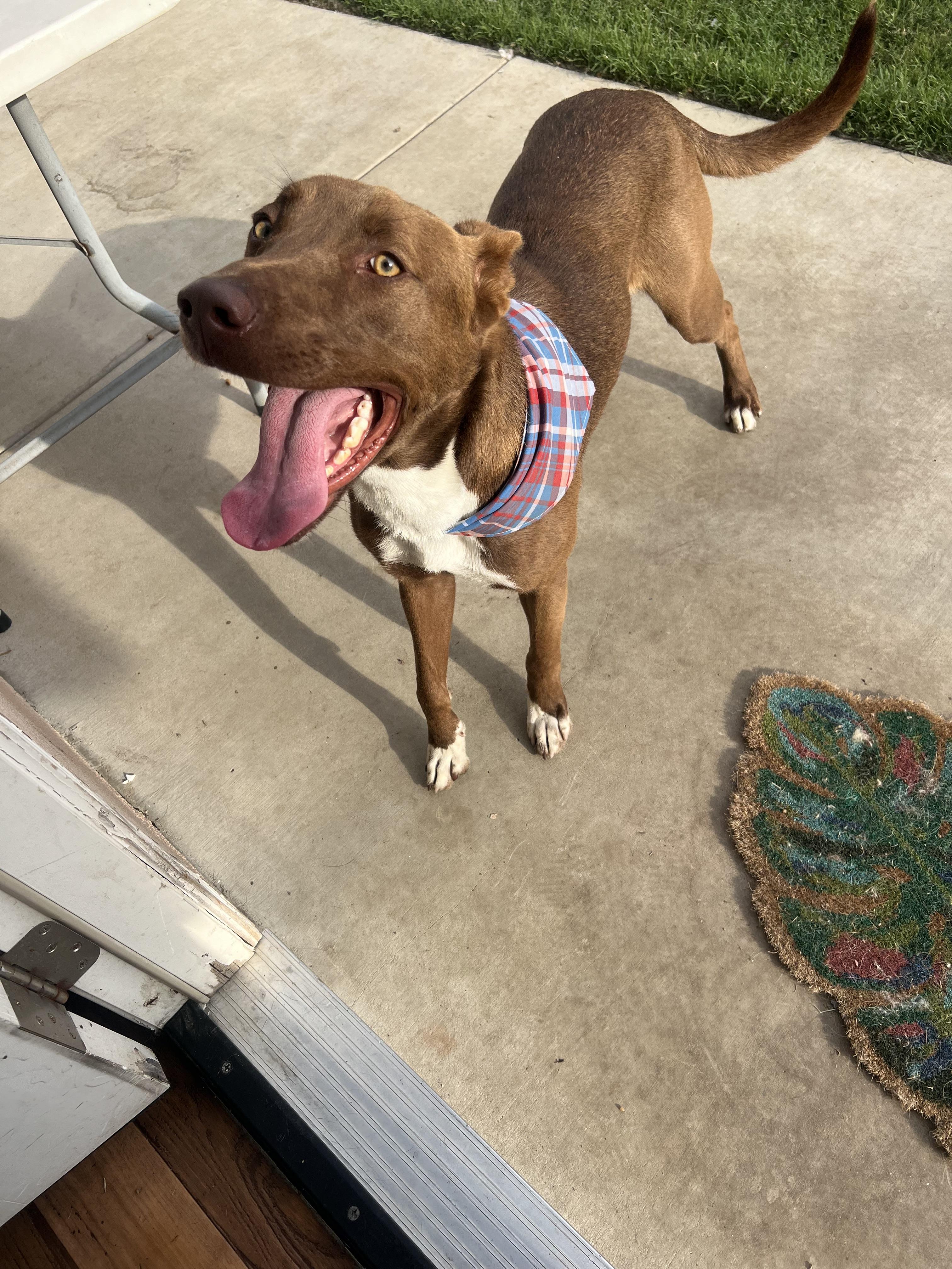 Broden Urgent!!!! Socal Boarding thumbnail 6