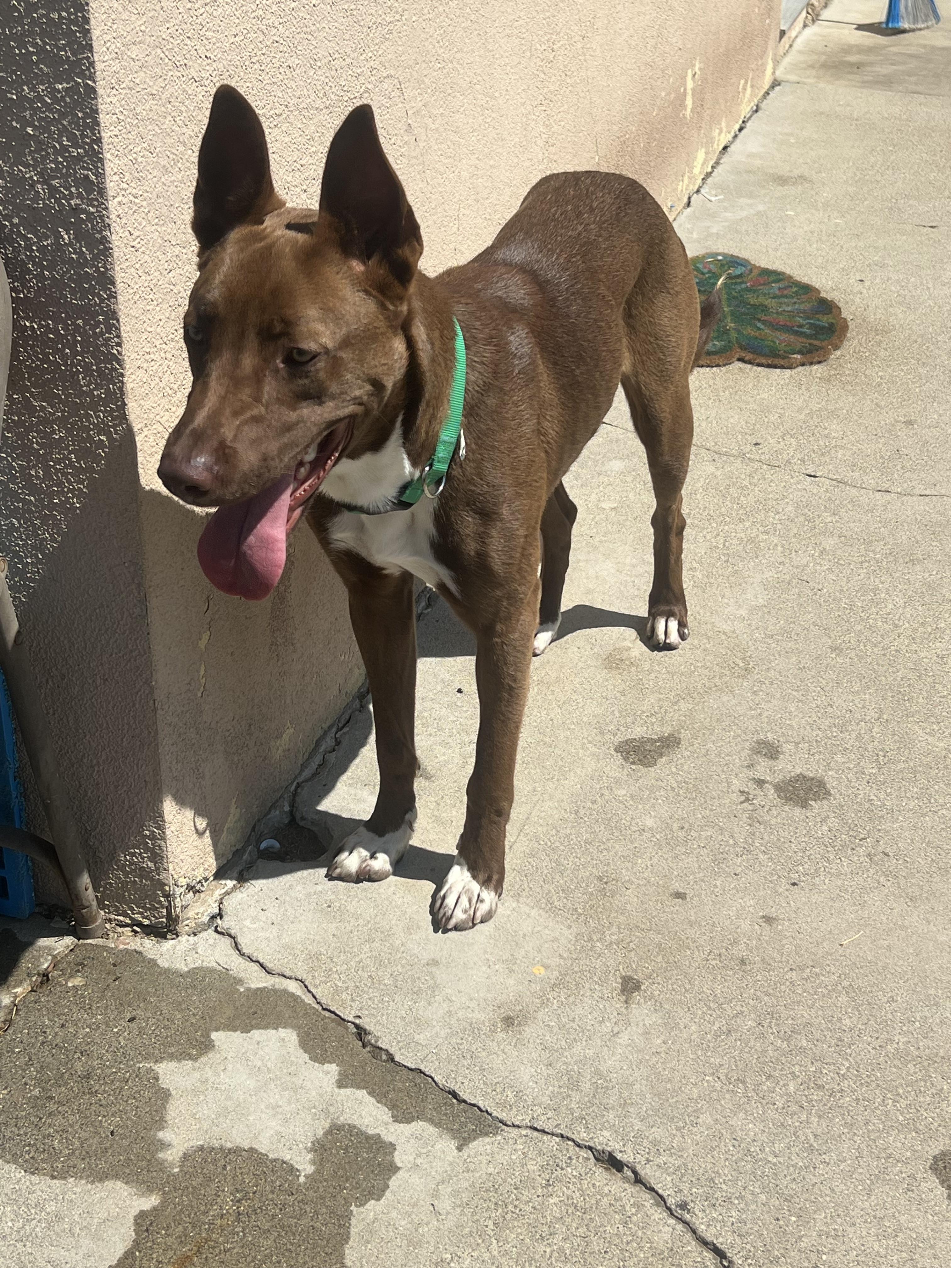 Broden Urgent!!!! Socal Boarding thumbnail 5