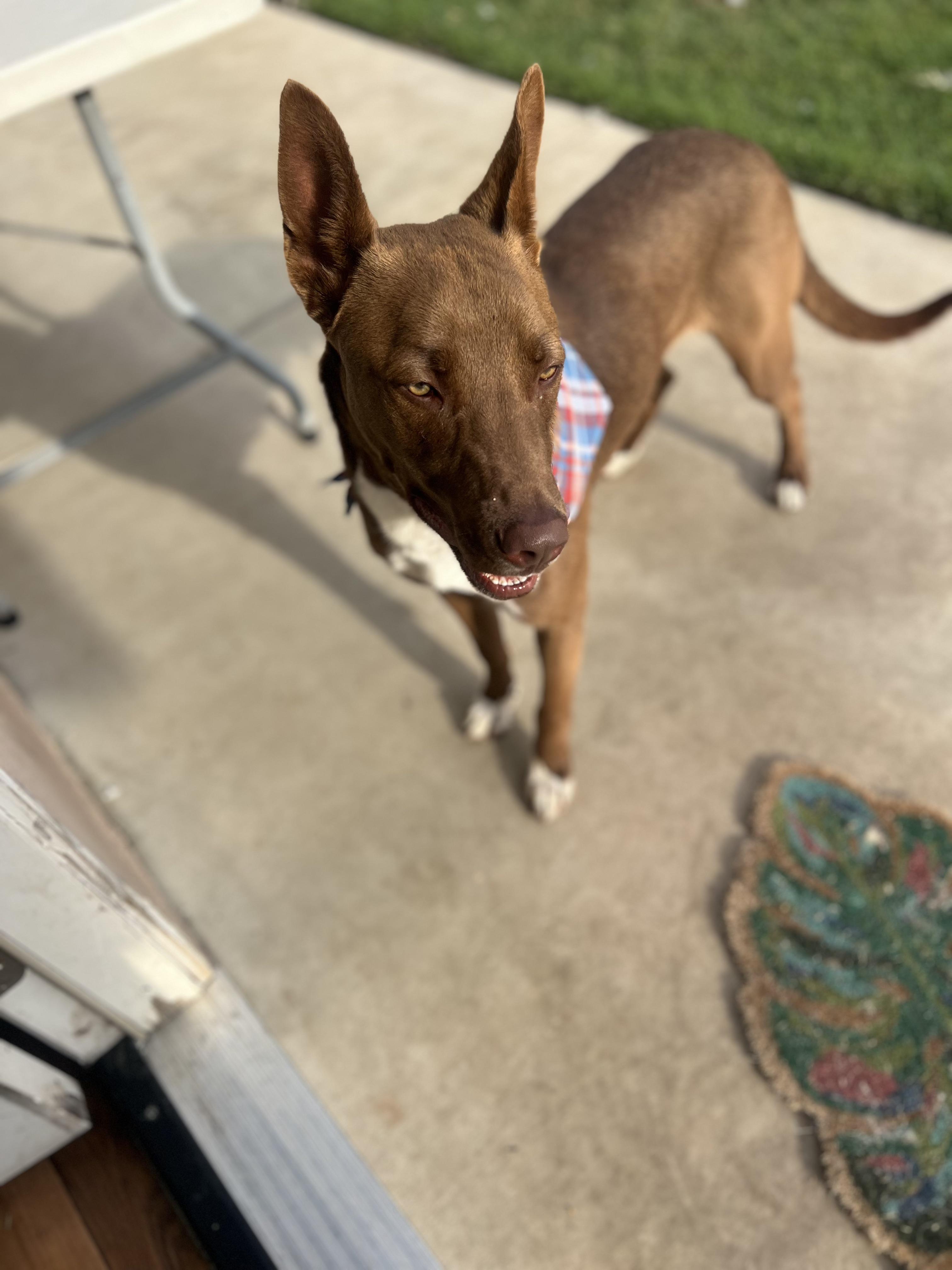 Broden Urgent!!!! Socal Boarding thumbnail 3