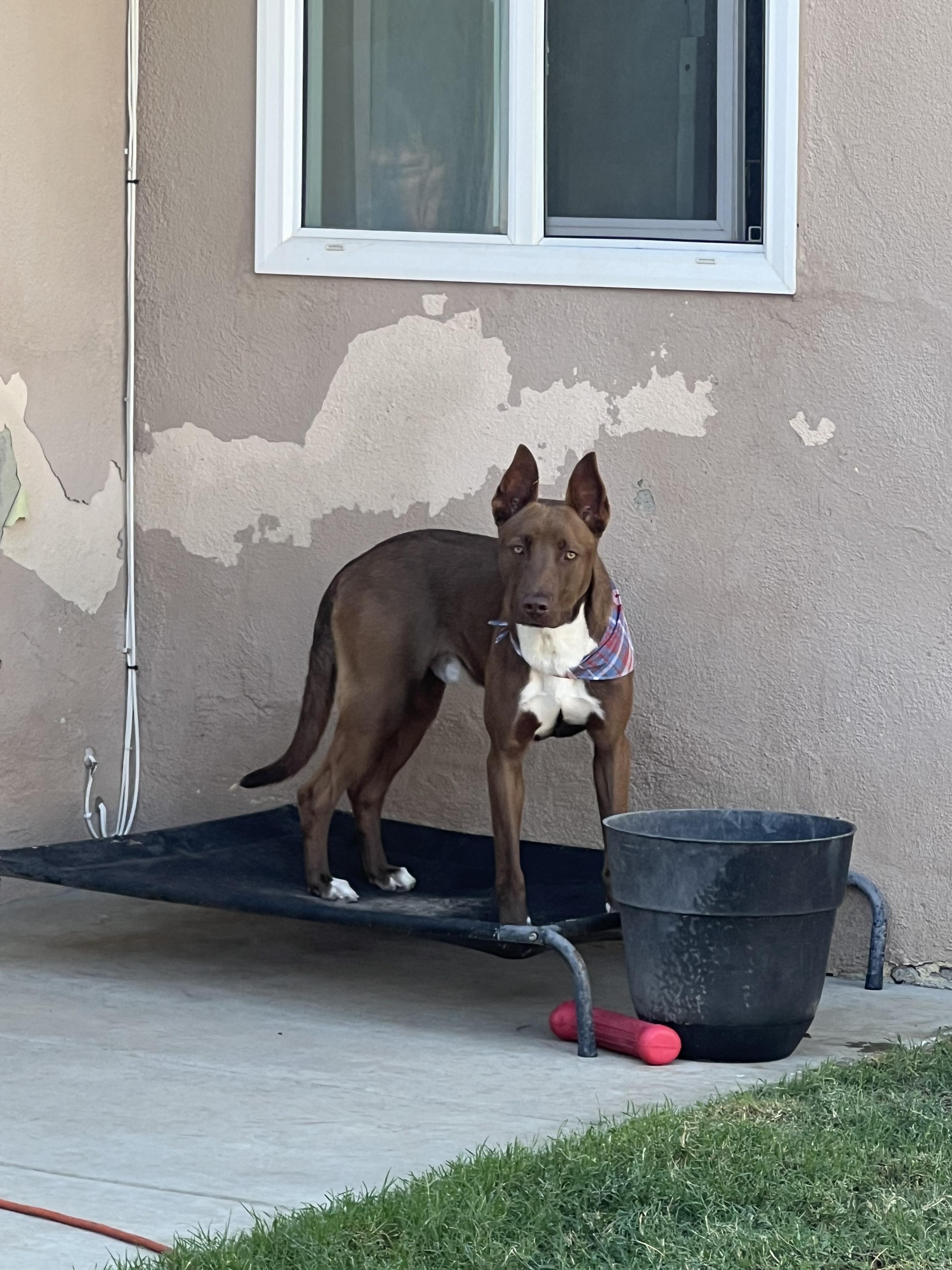 Broden Urgent!!!! Socal Boarding thumbnail 7