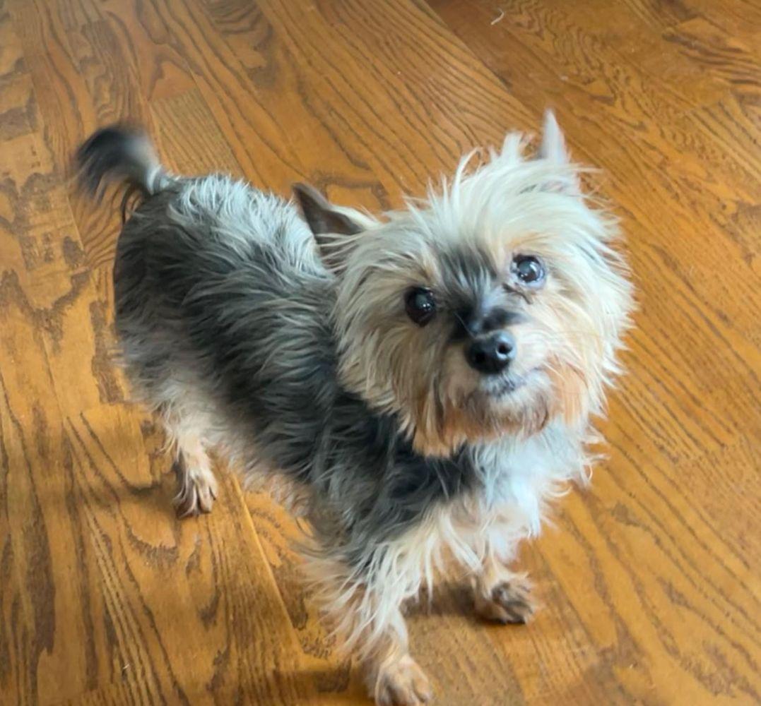 Emma - the SWEETEST little girl , ADOPTABLE, Senior Female Yorkshire Terrier.