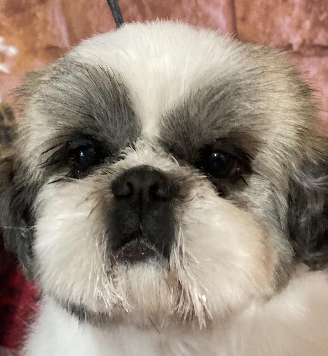 Rocky, ADOPTABLE, Adult Male Shih Tzu.