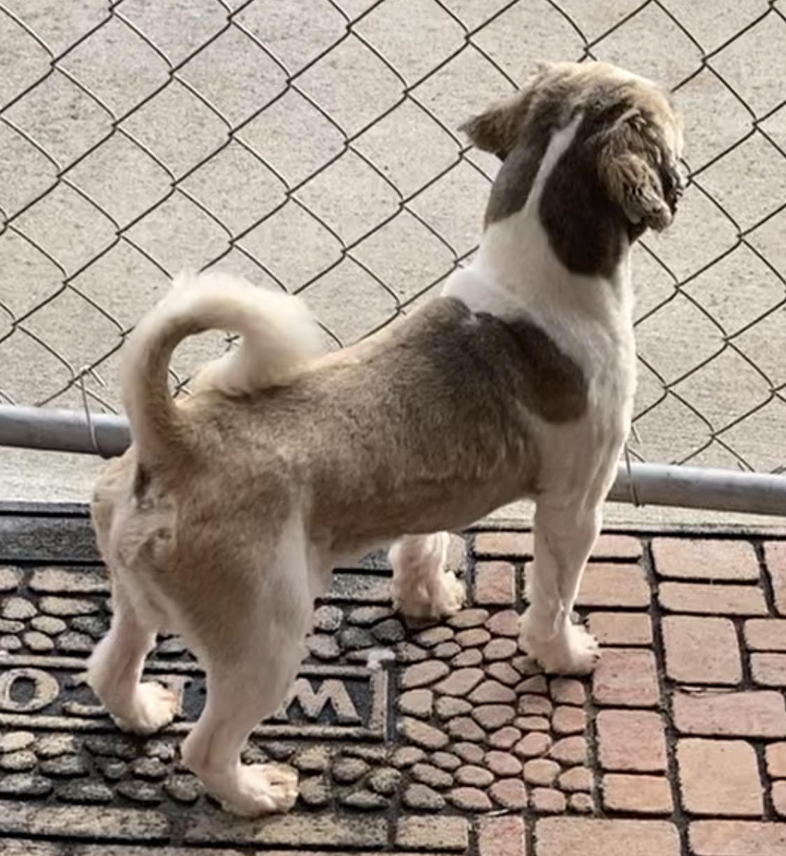 Enlarge Rocky, a ADOPTABLE Shih Tzu in Franklin, TN image 2/5