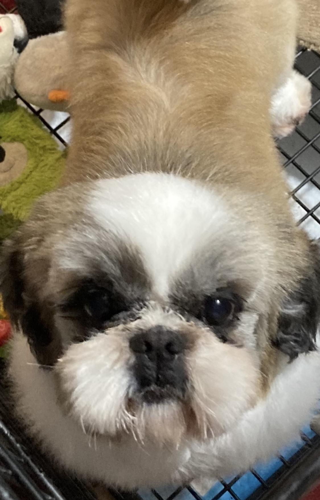 Enlarge Rocky, a ADOPTABLE Shih Tzu in Franklin, TN image 4/5