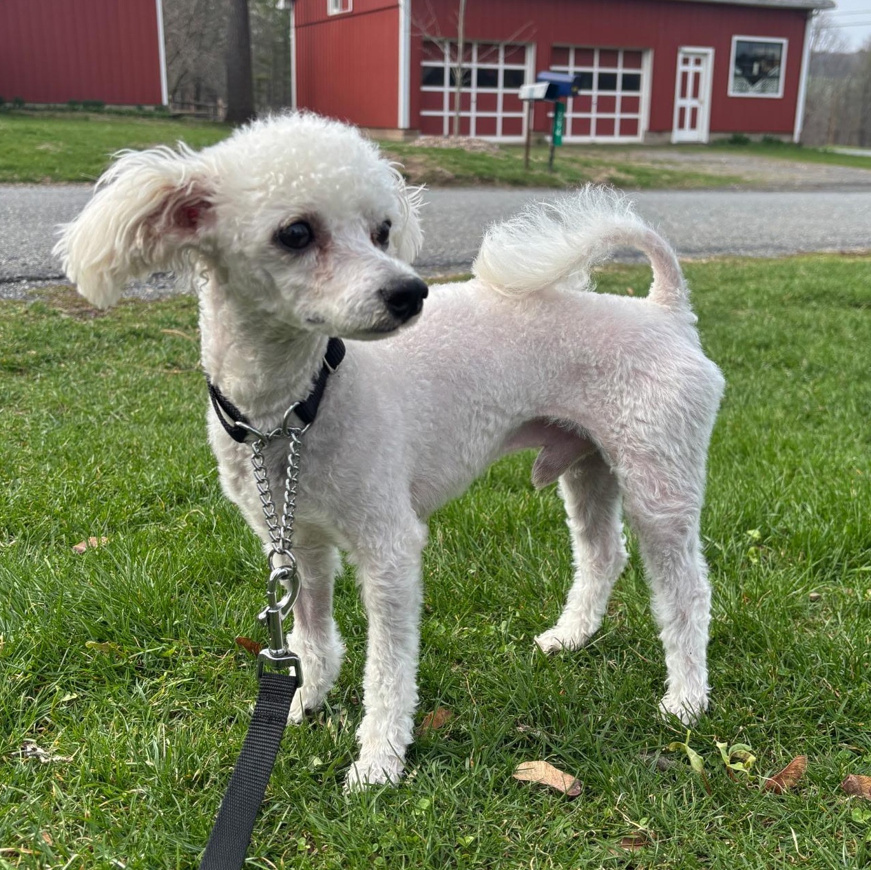 Enlarge OTTO, a ADOPTABLE mixed breed in Schnecksville, PA image 1/2