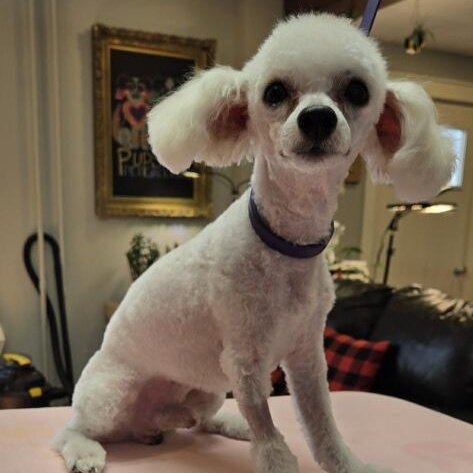Enlarge OTTO, a ADOPTABLE mixed breed in Schnecksville, PA image 2/2
