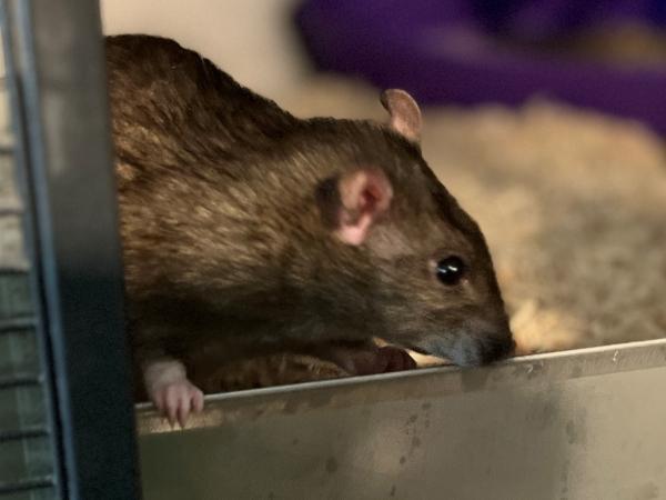 Enlarge Iris, a Adoptable Rat in Merrimack, NH image 1/1