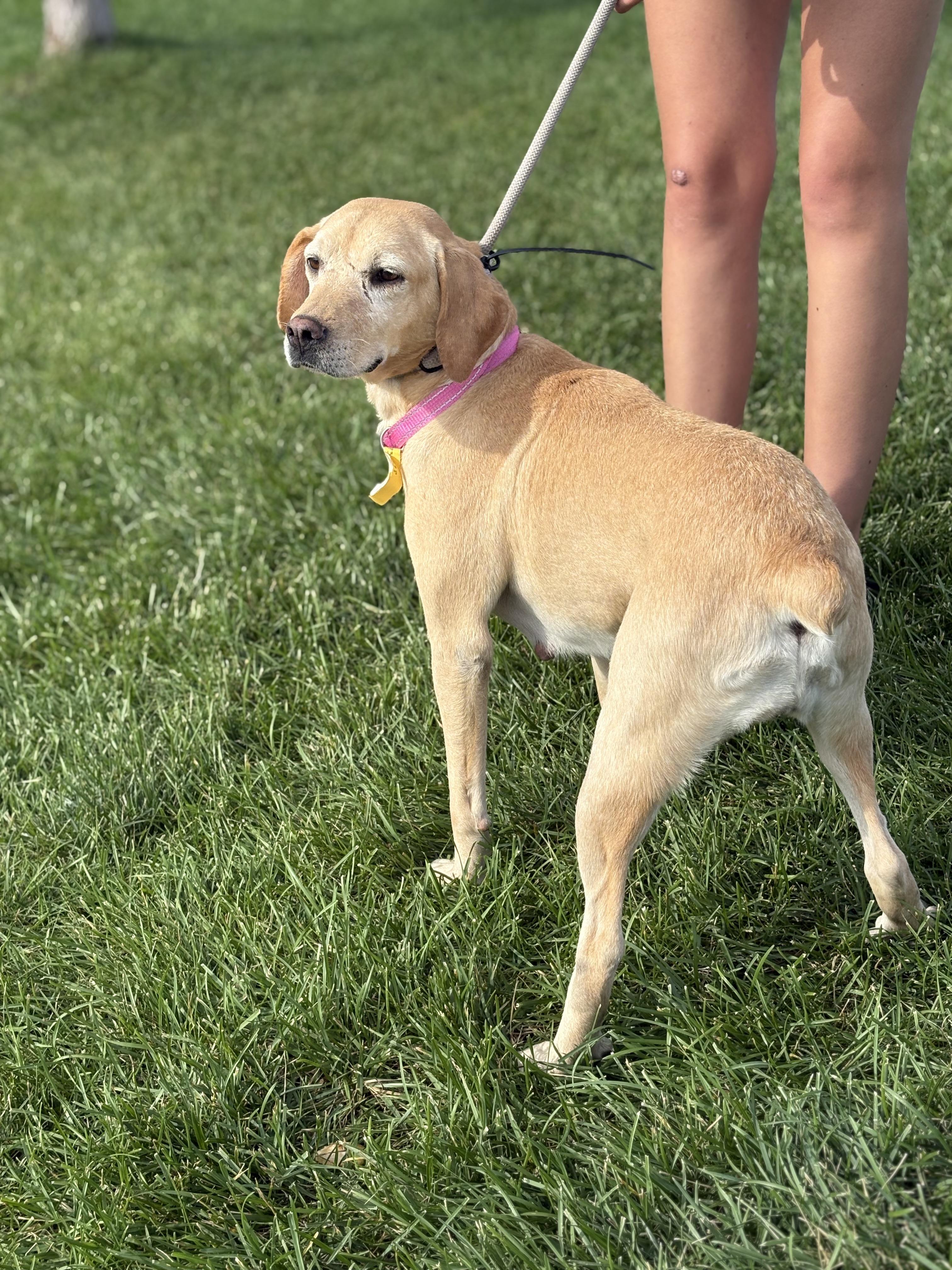 Maggie, Adult Female unknown