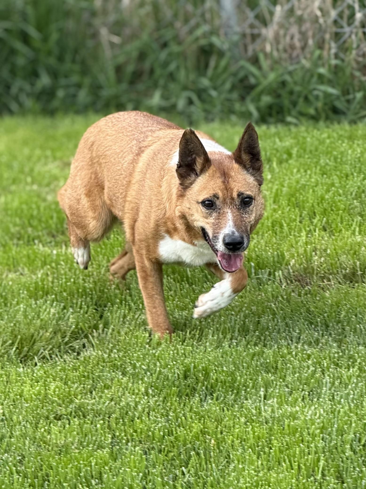 Nellie