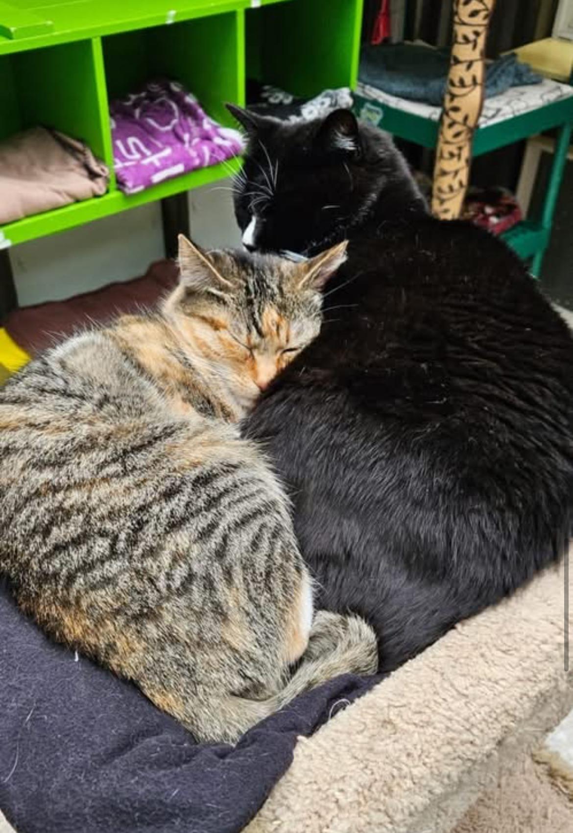 Enlarge Sockeye (Bonded with Corporal Truelove), a Adoptable Torbie in Maple Ridge, BC image 5/6