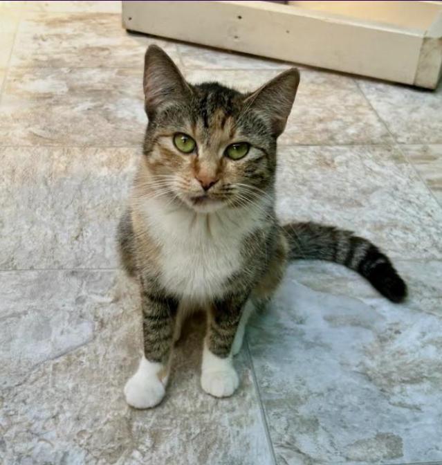 Enlarge Sockeye (Bonded with Corporal Truelove), a Adoptable Torbie in Maple Ridge, BC image 4/6