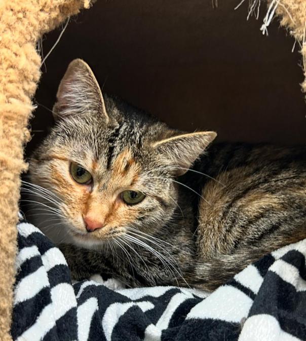 Enlarge Sockeye (Bonded with Corporal Truelove), a Adoptable Torbie in Maple Ridge, BC image 6/6